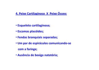 4. Peixe Cartilaginoso X Peixe Ósseo:


• Esqueleto cartilaginoso;
• Escamas placóides;
• Fendas branquiais separadas;
• Um par de espiráculos comunicando-se
 com a faringe;
• Ausência de bexiga natatória;
 