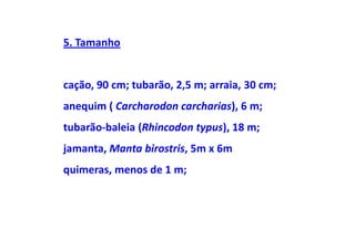 5. Tamanho


cação, 90 cm; tubarão, 2,5 m; arraia, 30 cm;
anequim ( Carcharodon carcharias), 6 m;
tubarão-baleia (Rhincodon typus), 18 m;
jamanta, Manta birostris, 5m x 6m
quimeras, menos de 1 m;
 