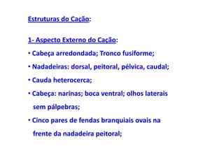 Estruturas do Cação:

1- Aspecto Externo do Cação:
• Cabeça arredondada; Tronco fusiforme;
• Nadadeiras: dorsal, peitoral, pélvica, caudal;
• Cauda heterocerca;
• Cabeça: narinas; boca ventral; olhos laterais
 sem pálpebras;
• Cinco pares de fendas branquiais ovais na
 frente da nadadeira peitoral;
 