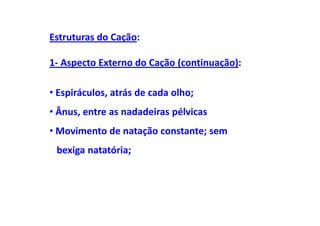 Estruturas do Cação:

1- Aspecto Externo do Cação (continuação):

• Espiráculos, atrás de cada olho;
• Ânus, entre as nadadeiras pélvicas
• Movimento de natação constante; sem
 bexiga natatória;
 