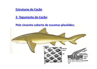 Estruturas do Cação

2- Tegumento do Cação:

Pele cinzenta coberta de escamas placóides;
 