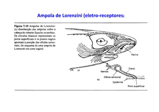 Ampola de Lorenzini (eletro-receptores)
 