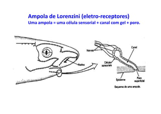 Ampola de Lorenzini (eletro-receptores)
Uma ampola = uma célula sensorial + canal com gel + poro.
 