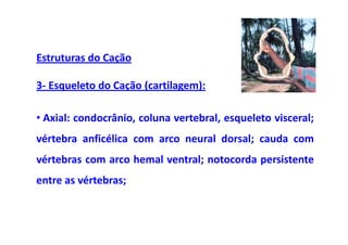Estruturas do Cação

3- Esqueleto do Cação (cartilagem):

• Axial: condocrânio, coluna vertebral, esqueleto visceral;
vértebra anficélica com arco neural dorsal; cauda com
vértebras com arco hemal ventral; notocorda persistente
entre as vértebras;
 