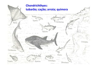 Chondrichthyes:
tubarão; cação; arraia; quimera
 