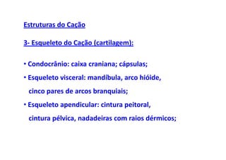 Estruturas do Cação

3- Esqueleto do Cação (cartilagem):

• Condocrânio: caixa craniana; cápsulas;
• Esqueleto visceral: mandíbula, arco hióide,
 cinco pares de arcos branquiais;
• Esqueleto apendicular: cintura peitoral,
 cintura pélvica, nadadeiras com raios dérmicos;
 