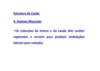 Estrutura do Cação

4- Sistema Muscular:

• Os músculos do tronco e da cauda têm caráter
segmentar e servem para produzir ondulações
laterais para natação;
 