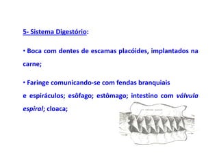 5- Sistema Digestório:

• Boca com dentes de escamas placóides, implantados na
carne;

• Faringe comunicando-se com fendas branquiais
e espiráculos; esôfago; estômago; intestino com válvula
espiral; cloaca;
 