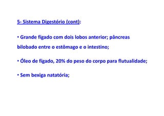 5- Sistema Digestório (cont):

• Grande fígado com dois lobos anterior; pâncreas
bilobado entre o estômago e o intestino;

• Óleo de fígado, 20% do peso do corpo para flutualidade;

• Sem bexiga natatória;
 