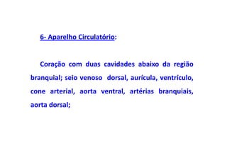 6- Aparelho Circulatório:


   Coração com duas cavidades abaixo da região
branquial; seio venoso dorsal, aurícula, ventrículo,
cone arterial, aorta ventral, artérias branquiais,
aorta dorsal;
 