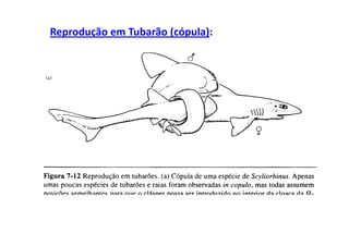 Reprodução em Tubarão (cópula):
 