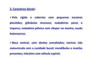 2. Caracteres Gerais:

• Pele rígida e cobertas com pequenas escamas
placóides; glândulas mucosas; nadadeiras pares e
ímpares; nadadeira pélvica com clásper no macho; cauda
heterocerca;


• Boca ventral, com dentes esmaltados; narinas não
comunicada com a cavidade bucal; mandíbulas e maxilas
presentes; intestino com válvula espiral;
 