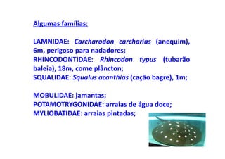 Algumas famílias:

LAMNIDAE: Carcharodon carcharias (anequim),
6m, perigoso para nadadores;
RHINCODONTIDAE: Rhincodon typus (tubarão
baleia), 18m, come plâncton;
SQUALIDAE: Squalus acanthias (cação bagre), 1m;

MOBULIDAE: jamantas;
POTAMOTRYGONIDAE: arraias de água doce;
MYLIOBATIDAE: arraias pintadas;
 