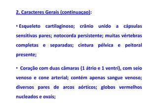 2. Caracteres Gerais (continuaçao):

• Esqueleto cartilaginoso; crânio unido a cápsulas
sensitivas pares; notocorda persistente; muitas vértebras
completas e separadas; cintura pélvica e peitoral
presente;

• Coração com duas câmaras (1 átrio e 1 ventrí), com seio
venoso e cone arterial; contém apenas sangue venoso;
diversos pares de arcos aórticos; globos vermelhos
nucleados e ovais;
 