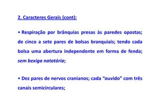 2. Caracteres Gerais (cont):

• Respiração por brânquias presas às paredes opostas;
de cinco a sete pares de bolsas branquiais; tendo cada
bolsa uma abertura independente em forma de fenda;
sem bexiga natatória;


• Dez pares de nervos cranianos; cada “ouvido” com três
canais semicirculares;
 