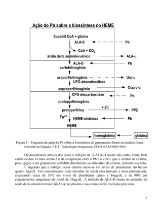 9 
Ação do Pb sobre a biossíntese do HEME 
Succinil CoA + glicina 
ALA-S 
CoA + CO2 
ácido delta aminolevulínico 
Pb 
ALA-u 
ALA-D Pb 
porfobilinogênio 
uroporfibilinogênio Uro-u 
UPG-descarboxilase 
coproporfirinogênio Copro-u 
CPG descarboxilase Pb 
protoporfirinogênio 
protoporfirina 
Fe HEME-sintetase +2 
HEME 
+ Zn 
PPZ 
Pb 
hemoglobina globina 
Figura 1 – Esquema da ação do Pb sobre a biossíntese do grupamento heme na medula óssea 
(extraído de Salgado, P.E.T. Toxicologia Ocupacional ECO/OPAS/OMS/1986) 
Os mecanismos através dos quais a inibição da -ALA-D ocorre não estão, ainda, bem 
estabelecidos. O mais aceito é o da competição entre o Pb e o zinco, que é cofator da enzima, 
pela ligação a um grupamento sulfidrila diretamente no sítio ativo da enzima, inibindo sua ação. 
É sugerido que a inibição dessa enzima inicia-se em níveis de plumbemia tão baixos 
quanto 5μg/dL. Em concentrações mais elevadas do metal essa inibição e mais pronunciada, 
alcançando cerca de 50% em níveis de plumbemia iguais a 16μg/dL e de 90% em 
concentrações sanguíneas do metal de 55μg/dL A inibição da ALA-D resuta no acúmulo do 
ácido delta amonilevulínico (-ALA) no plasma e sua consequente excreção pela urina. 
 