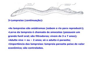 3-Lampreias (continuação):


•As lampreias são anádromas (sobem o rio para reproduzir);
•Larva da lampreia é chamada de amocetes (possuem um
grande funil oral; são filtradores; vivem de 3 a 7 anos);
•Adulto vive + ou – 2 anos; só o adulto é parasita;
•Importância das lampreias: lampreia parasita peixe de valor
econômico; são controladas.
 