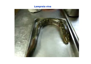 Lampreia viva
 