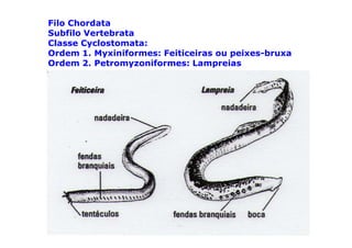 Filo Chordata
Subfilo Vertebrata
Classe Cyclostomata:
Ordem 1. Myxiniformes: Feiticeiras ou peixes-bruxa
Ordem 2. Petromyzoniformes: Lampreias
 