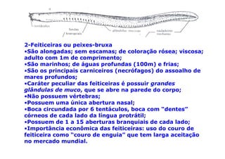 2-Feiticeiras ou peixes-bruxa
•São alongadas; sem escamas; de coloração rósea; viscosa;
adulto com 1m de comprimento;
•São marinhos; de águas profundas (100m) e frias;
•São os principais carniceiros (necrófagos) do assoalho de
mares profundos;
•Caráter peculiar das feiticeiras é possuir grandes
glândulas de muco, que se abre na parede do corpo;
•Não possuem vértebras;
•Possuem uma única abertura nasal;
•Boca circundada por 6 tentáculos, boca com “dentes”
córneos de cada lado da língua protrátil;
•Possuem de 1 a 15 aberturas branquiais de cada lado;
•Importância econômica das feiticeiras: uso do couro de
feiticeira como “couro de enguia” que tem larga aceitação
no mercado mundial.
 