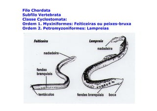 Filo Chordata
Subfilo Vertebrata
Classe Cyclostomata:
Ordem 1. Myxiniformes: Feiticeiras ou peixes-bruxa
Ordem 2. Petromyzoniformes: Lampreias
 
