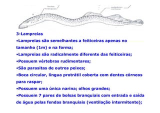 3-Lampreias
•Lampreias são semelhantes a feiticeiras apenas no
tamanho (1m) e na forma;
•Lampreias são radicalmente diferente das feiticeiras;
•Possuem vértebras rudimentares;
•São parasitas de outros peixes;
•Boca circular, língua protrátil coberta com dentes córneos
para raspar;
•Possuem uma única narina; olhos grandes;
•Possuem 7 pares de bolsas branquiais com entrada e saída
de água pelas fendas branquiais (ventilação intermitente);
 