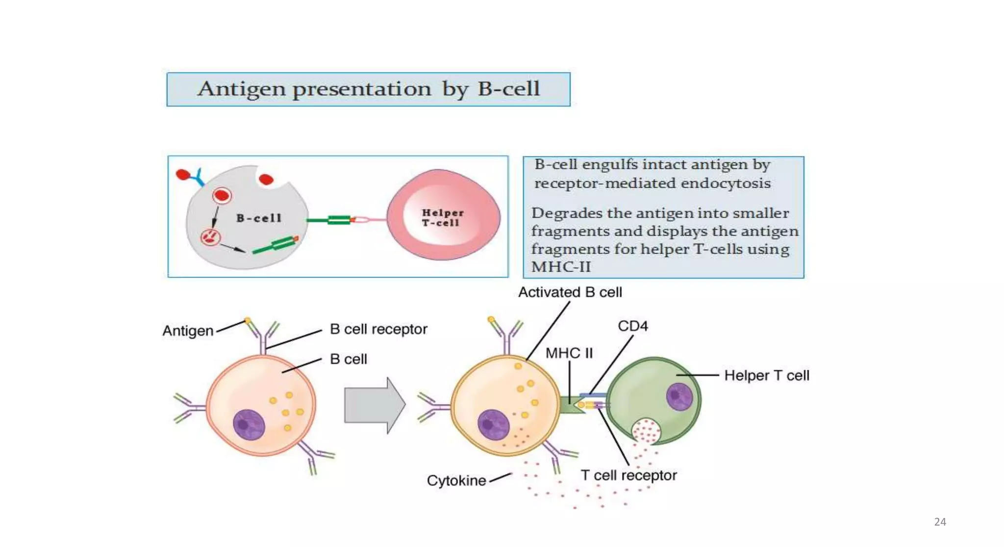 ANTIGEN PRESENTING CELL PPTX