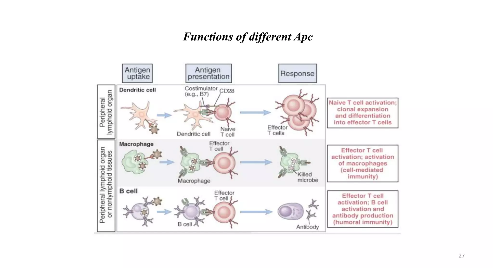 ANTIGEN PRESENTING CELL | PPTX