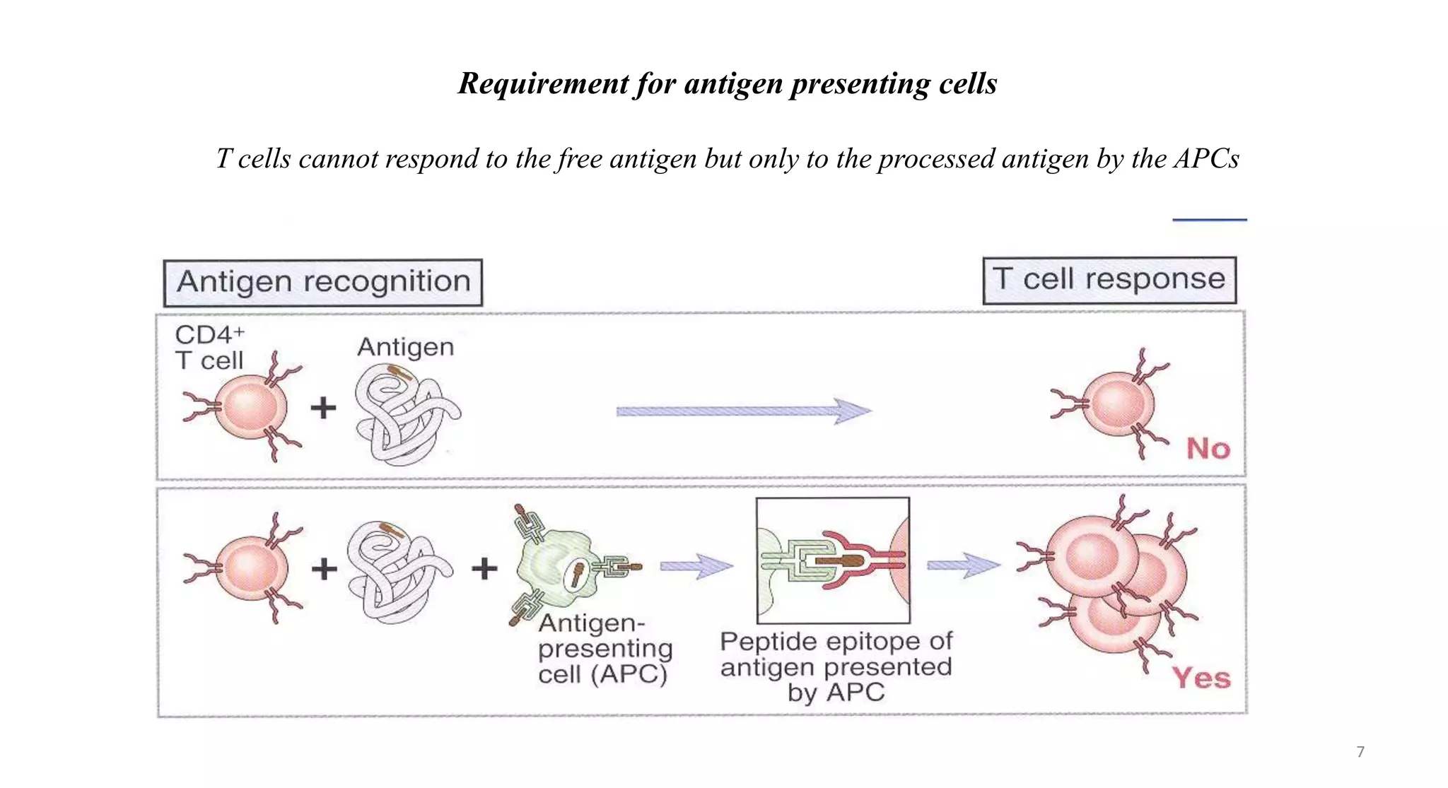 ANTIGEN PRESENTING CELL | PPTX