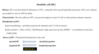 Dendritic cell (DC)
History: DCs were first found by Steinman in 1973，named for their special spinelike projections. DCs were cultured
successfully in vitro in 1993 by Inaba.
Characteristic: The most efficient APC, can present antigens to naive T cells to elicit primary immune response.
Identification of DC :
Typical morphology - spinelike projection & stimulate naïve T cells activation
Surface markers : CD1a, CD11c, CD83(human)- high expression of classⅡMHC - co-stimulatory molecules--
CD80,CD86
Source of DC : Pluripotent hematopoietic stem cells
myeloid DC myeloid progenitor
lymphoid DC lymphoid progenitor
` GM-CSF, IL-4
11
 