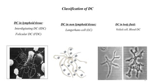 Classification of DC
DC in lymphoid tissue:
Interdigitating DC (IDC)
Folicular DC (FDC)
DC in non lymphoid tissue:
Langerhans cell (LC)
DC in body fluid:
Veiled cell, Blood DC
12
 