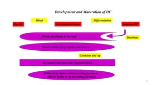 Pre-DC
Blood
Non-lymphoid tissue
Differentiation
ImmatureDC
DistributeWidely distributed in the body
Possess ability of Ag capture and process
Cytokines and Ag
DC mature and move into lymphoid tissue
Ability of Ag capture and processing decreases
while its ability of Ag presenting increases
Development and Maturation of DC
13
 