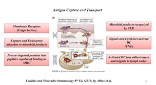 Antigen Capture and Transport
Cellular and Molecular Immunology 8th Ed. (2015) by Abbas et al.
Membrane Receptors
(C-type lectins)
Capture and Endocytose
microbes or microbial products
Process ingested proteins into
peptides capable of binding to
MHC
Microbial products recognized
by TLR
Signals and Cytokines activate
DC
(TNF)
Activated DC lose adhesiveness
and migrate to lymph nodes
16
 