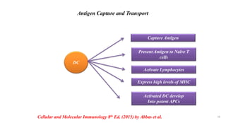 Antigen Capture and Transport
Cellular and Molecular Immunology 8th Ed. (2015) by Abbas et al.
DC
Capture Antigen
Present Antigen to Naïve T
cells
Activate Lymphocytes
Express high levels of MHC
Activated DC develop
Into potent APCs
18
 