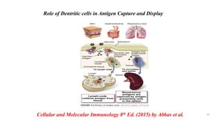 Role of Dentritic cells in Antigen Capture and Display
Cellular and Molecular Immunology 8th Ed. (2015) by Abbas et al. 19
 