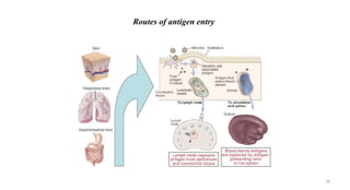 Routes of antigen entry
28
 