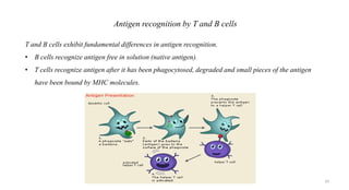Antigen recognition by T and B cells
T and B cells exhibit fundamental differences in antigen recognition.
• B cells recognize antigen free in solution (native antigen).
• T cells recognize antigen after it has been phagocytosed, degraded and small pieces of the antigen
have been bound by MHC molecules.
29
 