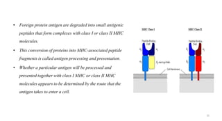 • Foreign protein antigen are degraded into small antigenic
peptides that form complexes with class I or class II MHC
molecules.
• This conversion of proteins into MHC-associated peptide
fragments is called antigen processing and presentation.
• Whether a particular antigen will be processed and
presented together with class I MHC or class II MHC
molecules appears to be determined by the route that the
antigen takes to enter a cell.
32
 
