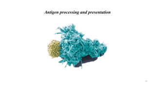 Antigen processing and presentation
33
 