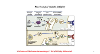 Processing of protein antigens
Cellular and Molecular Immunology 8th Ed. (2015) by Abbas et al. 35
 