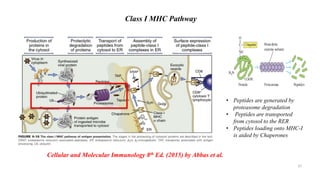 Class I MHC Pathway
Cellular and Molecular Immunology 8th Ed. (2015) by Abbas et al.
• Peptides are generated by
proteasome degradation
• Peptides are transported
from cytosol to the RER
• Peptides loading onto MHC-I
is aided by Chaperones
37
 