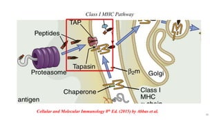 Class I MHC Pathway
Cellular and Molecular Immunology 8th Ed. (2015) by Abbas et al.
38
 