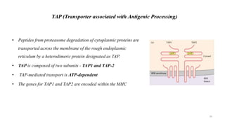 TAP (Transporter associated with Antigenic Processing)
• Peptides from proteasome degradation of cytoplasmic proteins are
transported across the membrane of the rough endoplasmic
reticulum by a heterodimeric protein designated as TAP.
• TAP is composed of two subunits - TAP1 and TAP-2
• TAP-mediated transport is ATP-dependent
• The genes for TAP1 and TAP2 are encoded within the MHC
39
 