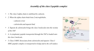 • 1. The class I alpha chain is stabilized by calnexin.
• 2. When the alpha chain binds beta-2-microglobulin:
- calnexin is lost
- calreticulin and tapasin bind
• 3. Tapasin & calreticulin brings the class I molecules into the vicinity
of the TAP.
• 4. A cytoplasmic peptide transported through the TAP is loaded onto
the class I molecule.
• 5. Class I MHC dissociates from calreticulin and tapasin. Class I
MHC-peptide complex is transported to Golgi and to the cell surface.
Assembly of the class I-peptide complex
41
 