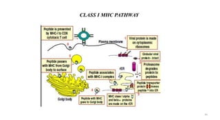 CLASS I MHC PATHWAY
43
 