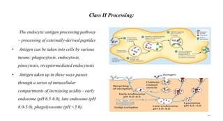 Class II Processing:
• The endocytic antigen processing pathway
– processing of externally-derived peptides
• Antigen can be taken into cells by various
means: phagocytosis, endocytosis,
pinocytosis, receptormediated endocytosis
• Antigen taken up in these ways passes
through a series of intracellular
compartments of increasing acidity - early
endosome (pH 6.5-6.0), late endosome (pH
6.0-5.0), phagolysosome (pH <5.0).
44
 