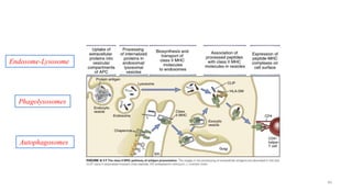 Class II MHC Pathway
Cellular and Molecular Immunology 8th Ed. (2015) by Abbas et al.
Endosome-Lysosome
Phagolysosomes
Autophagosomes
46
 
