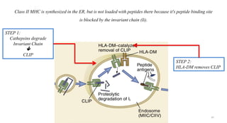 Class II MHC is synthesized in the ER, but is not loaded with peptides there because it's peptide binding site
is blocked by the invariant chain (Ii).
STEP 1:
Cathepsins degrade
Invariant Chain

CLIP
STEP 2:
HLA-DM removes CLIP
47
 