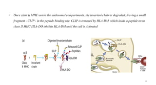 • Once class II MHC enters the endosomal compartments, the invariant chain is degraded, leaving a small
fragment - CLIP - in the peptide binding site. CLIP is removed by HLA-DM, which loads a peptide on to
class II MHC HLA-DO inhibits HLA-DM until the cell is Activated
48
 