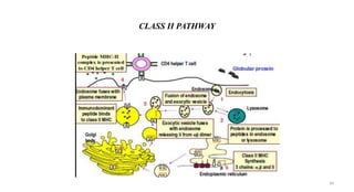CLASS II PATHWAY
49
 